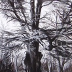 louisa's tree - commission, chalk & charcoal.jpg