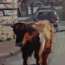 cows in minch 5.jpg