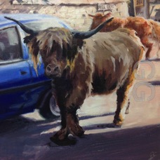 cows in minch 6.jpg